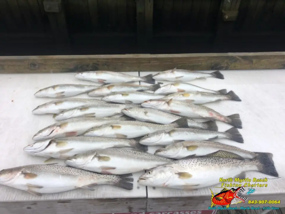 inshore fishing myrtle beach speckled sea trout 2