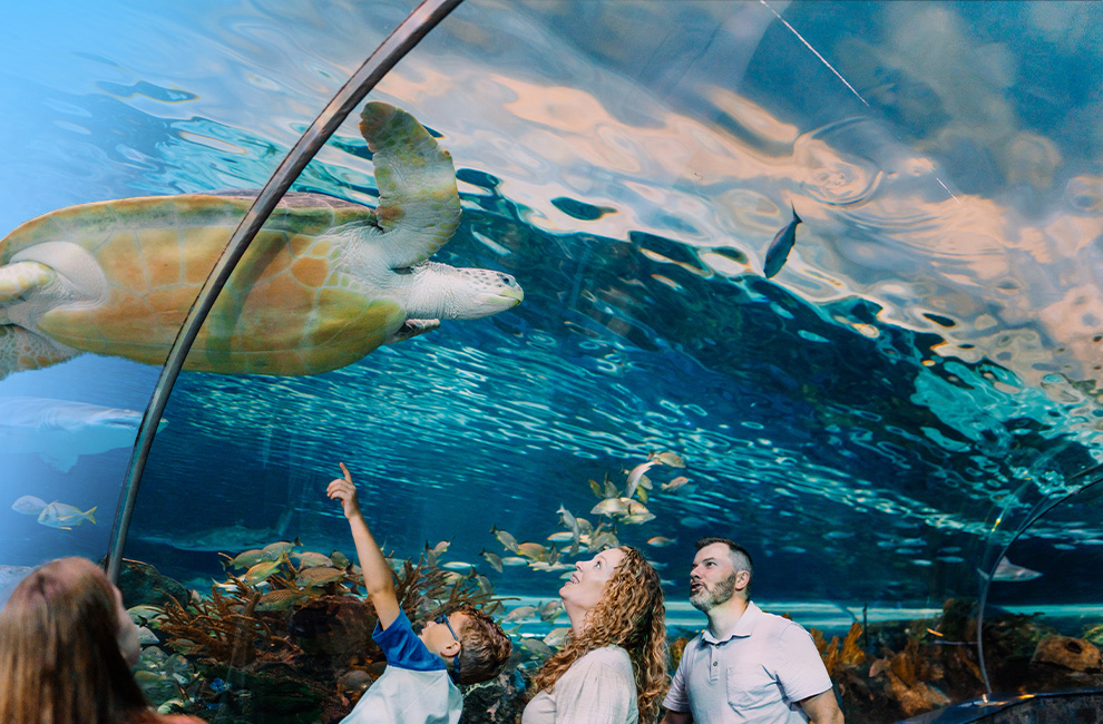 Ripleys Aquarium of Myrtle Beach